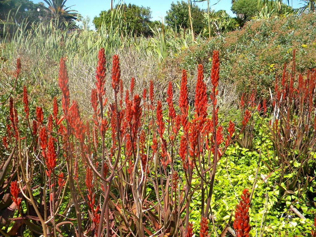 Aloe Cameronii
