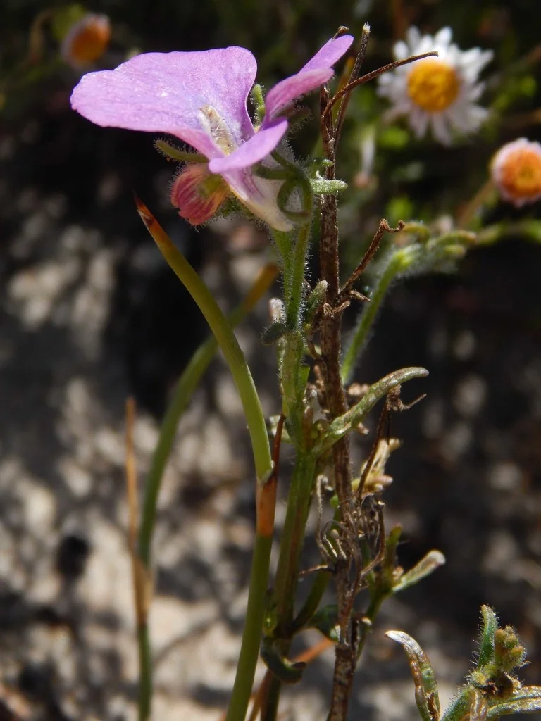 Nemesia Strumosa