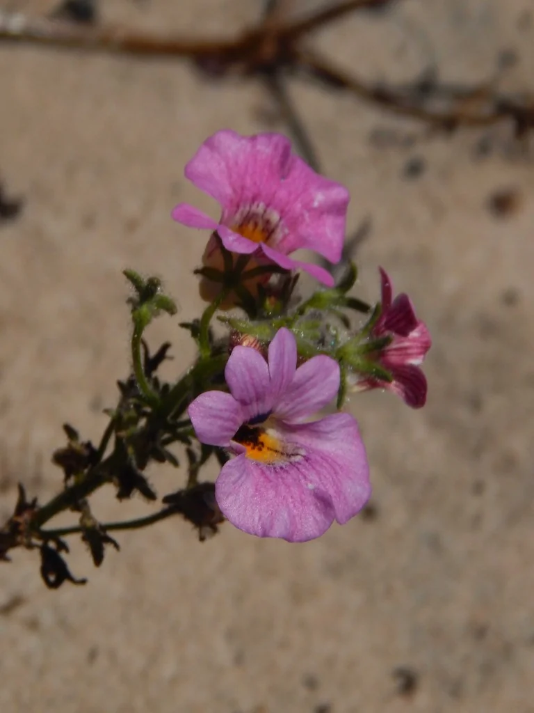 Nemesia Strumosa