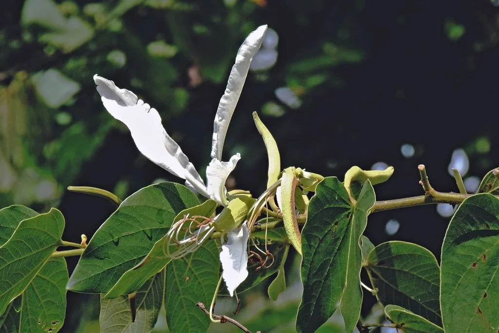 Bauhinia forficata