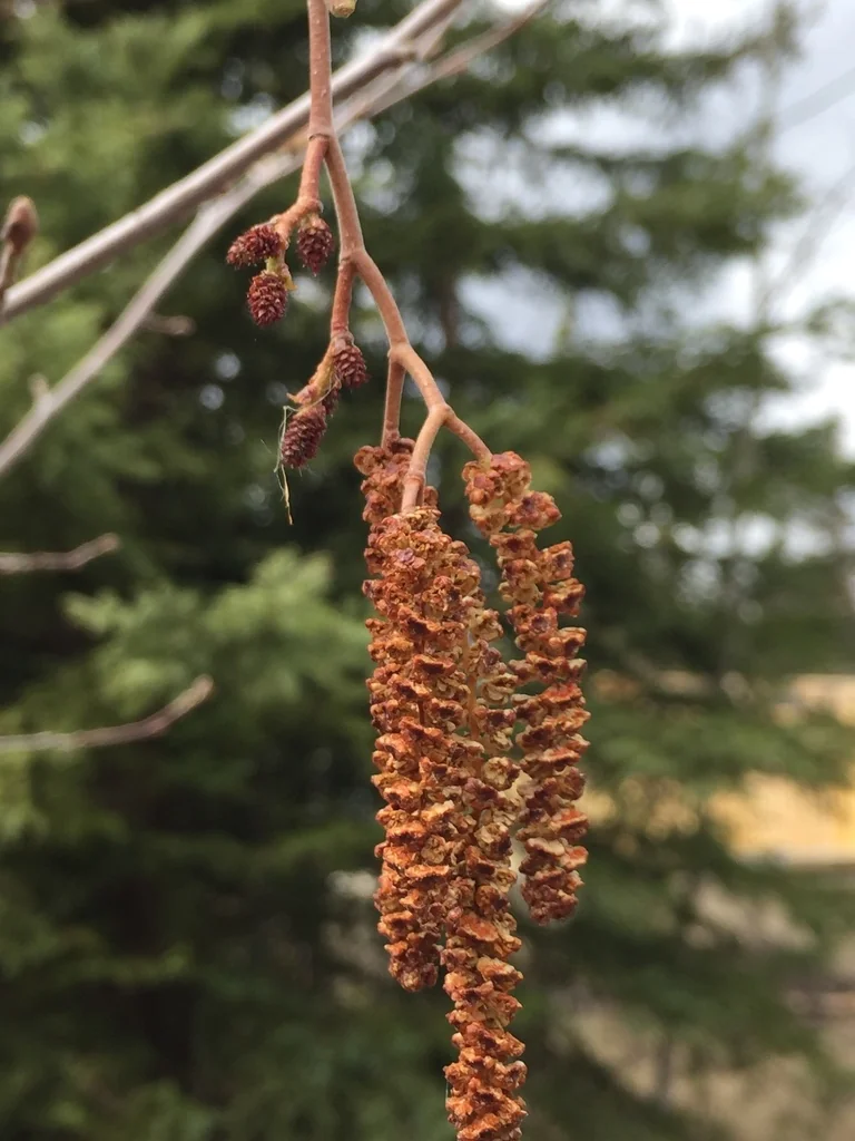 Alnus Incana Ssp. Tenuifolia