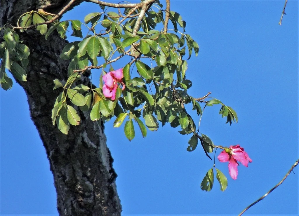 Ceiba Speciosa