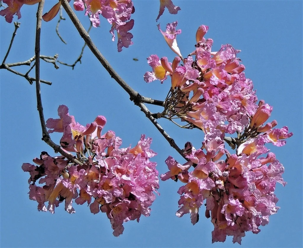 Tabebuia Impetiginosa
