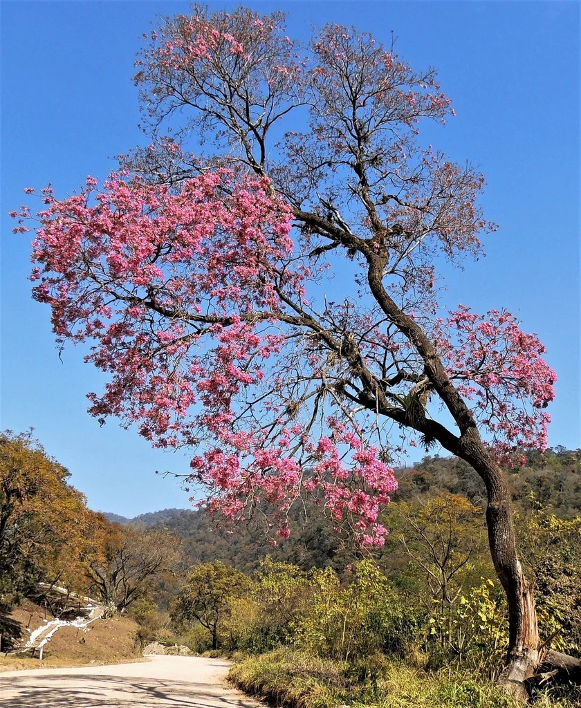 Tabebuia Impetiginosa
