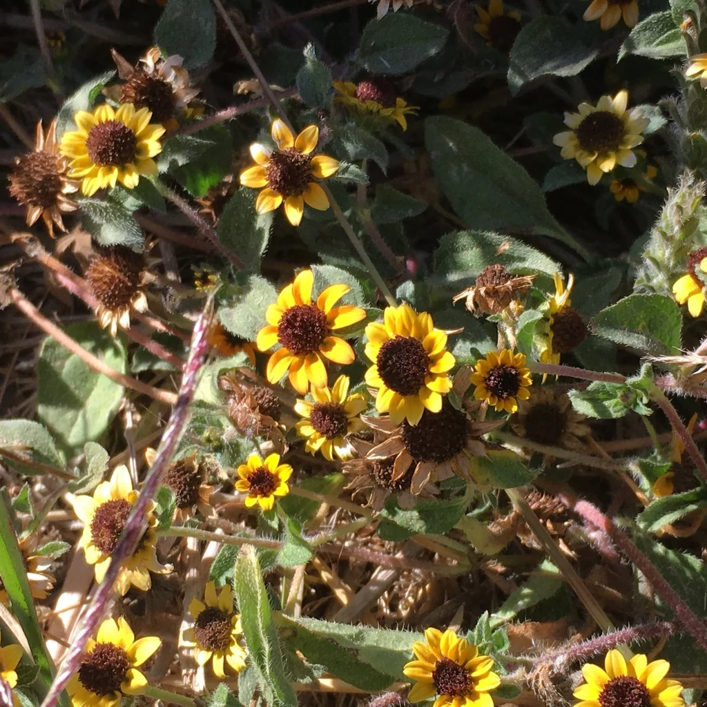 Sanvitalia procumbens