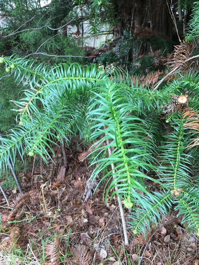 Cunninghamia Lanceolata