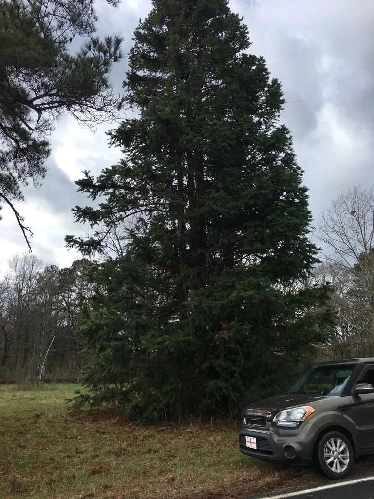 Cunninghamia Lanceolata