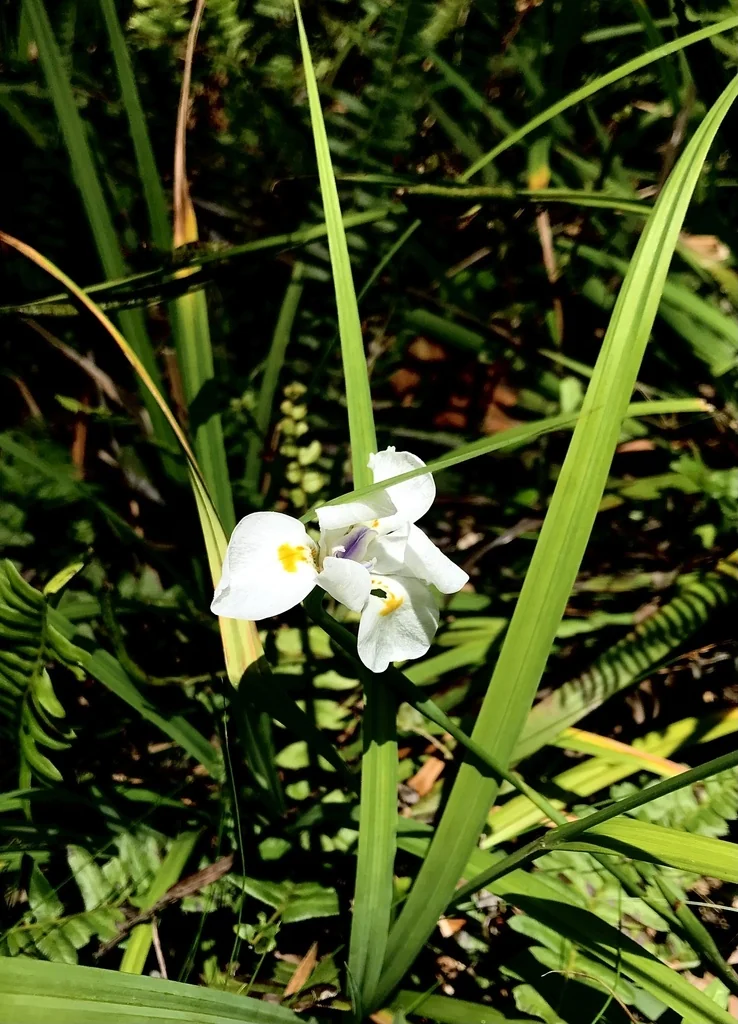 Dietes Iridioides