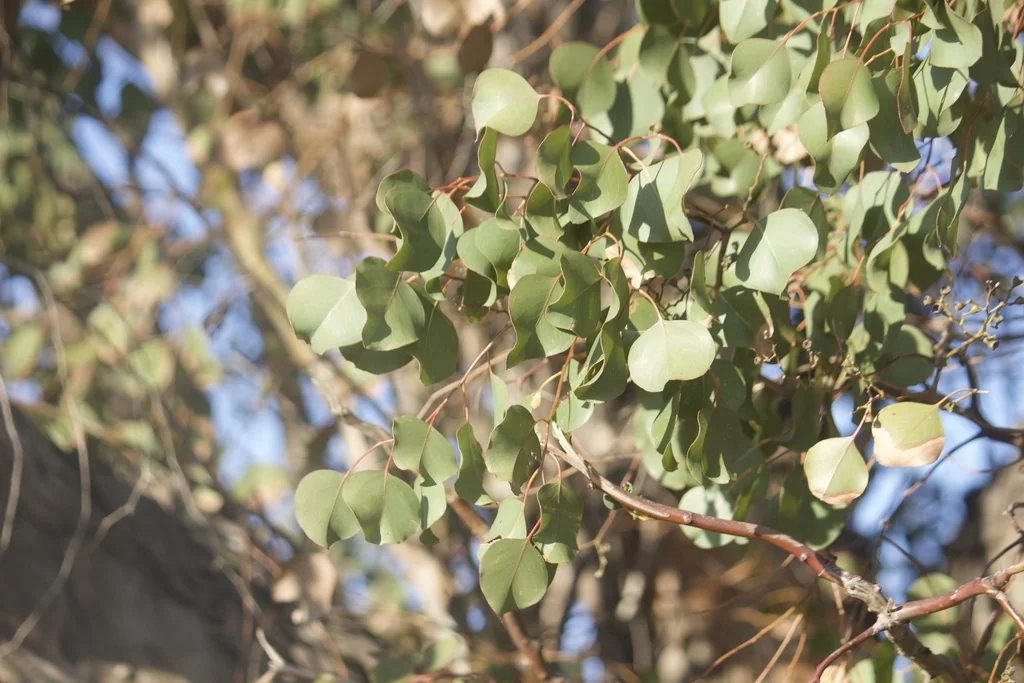 Eucalyptus Polyanthemos