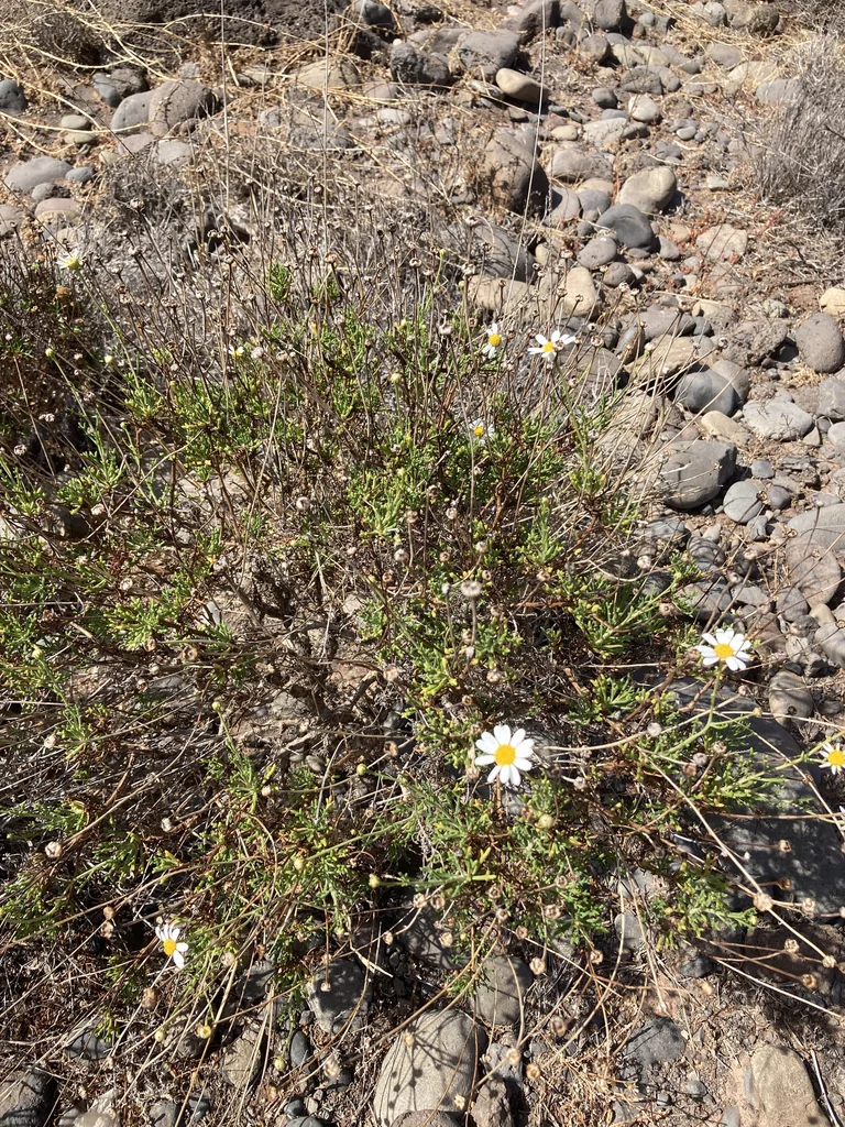 Argyranthemum frutescens