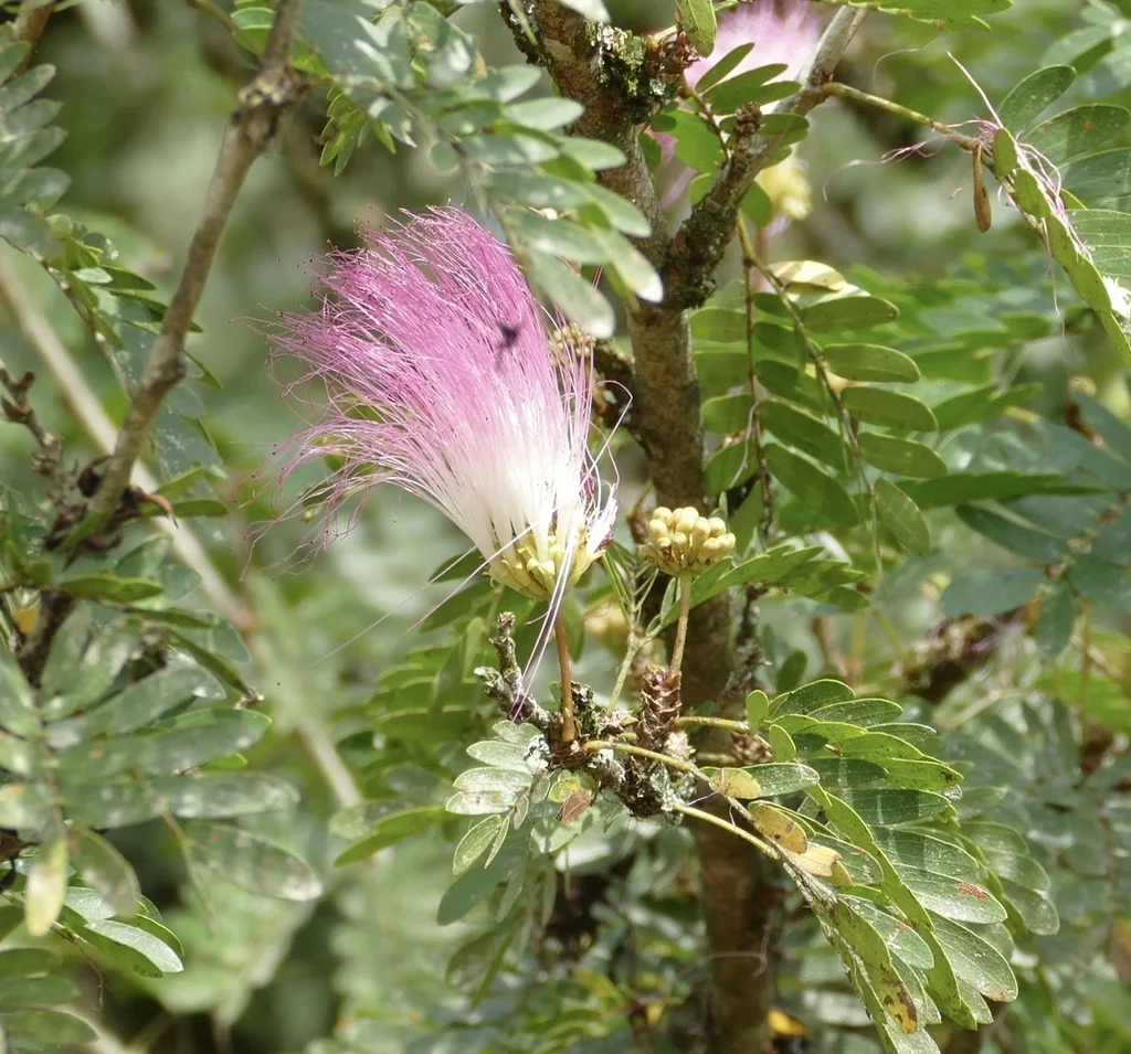 Calliandra Surinamensis