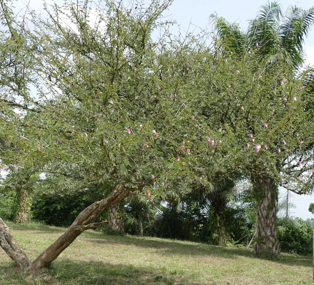 Calliandra Surinamensis