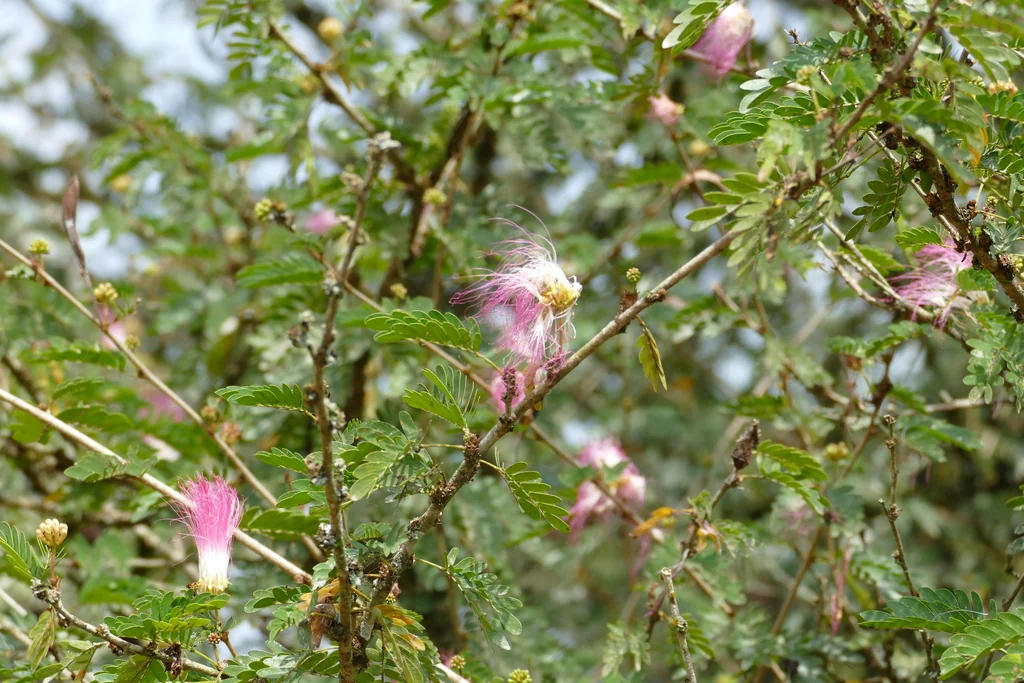 Calliandra Surinamensis
