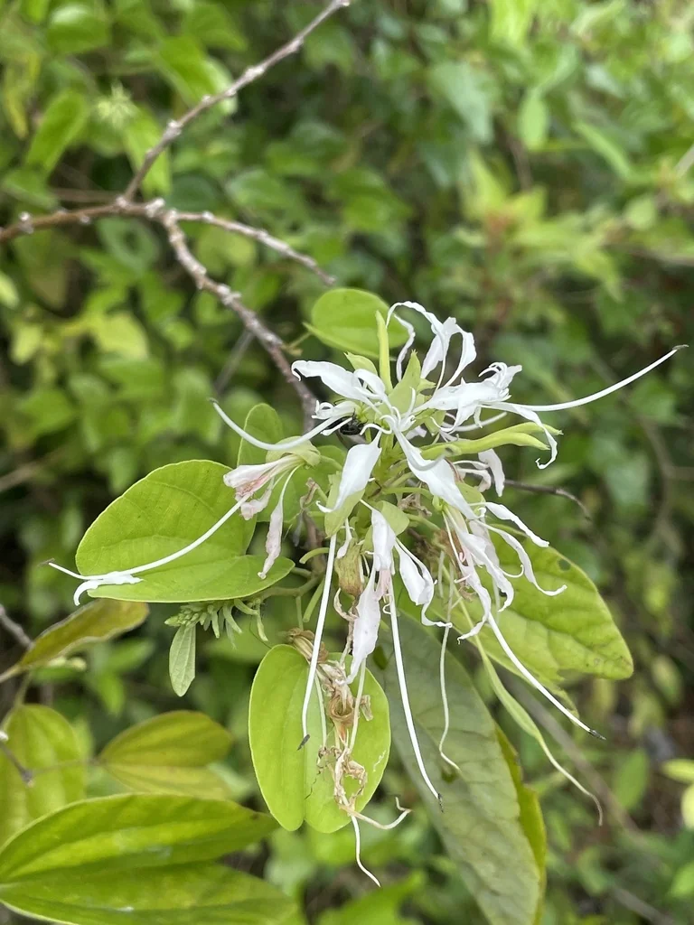 Bauhinia Mexicana