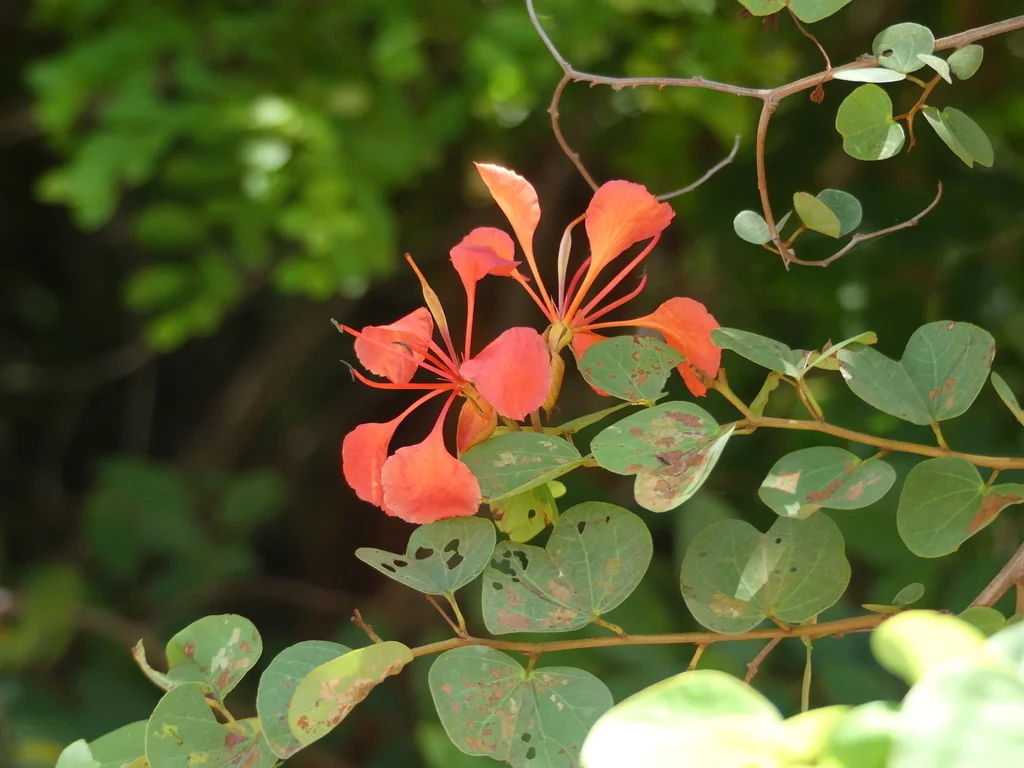 Bauhinia Galpinii