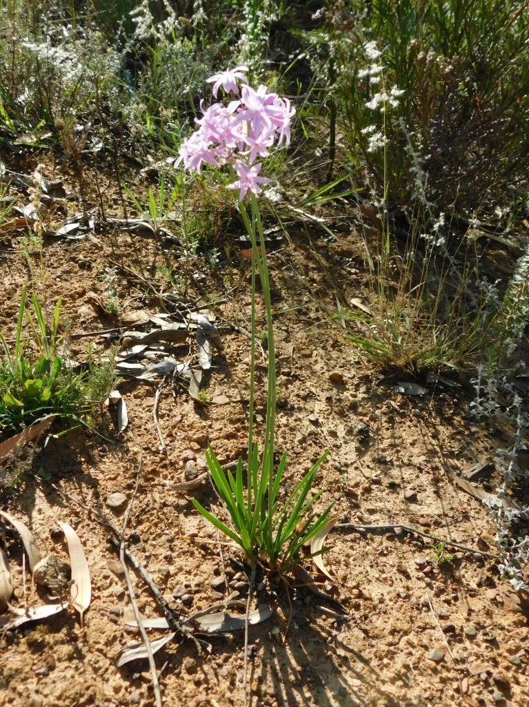Tulbaghia Violacea
