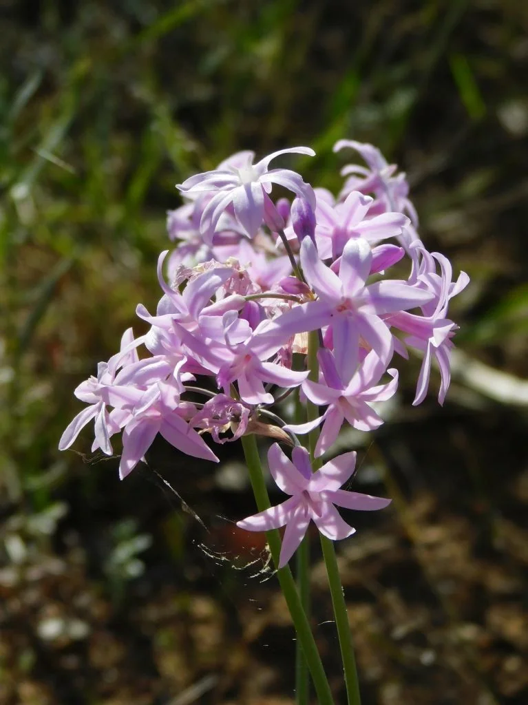 Tulbaghia Violacea