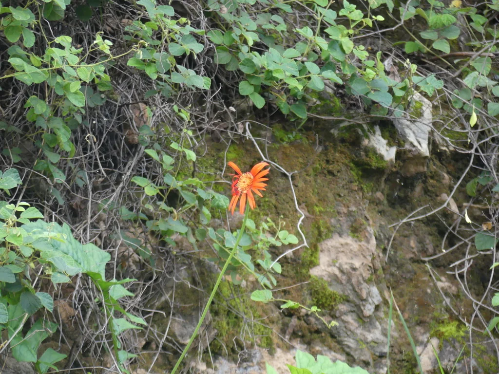 Gerbera Jamesonii