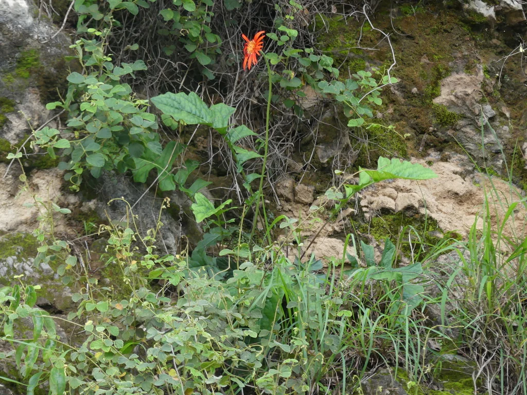 Gerbera Jamesonii