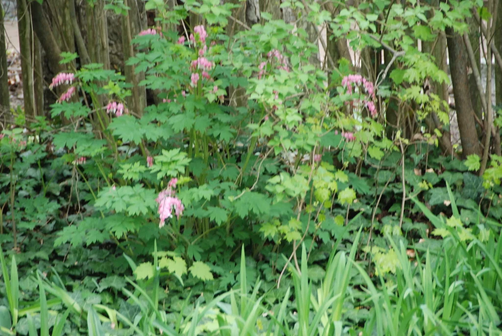 Dicentra Eximia