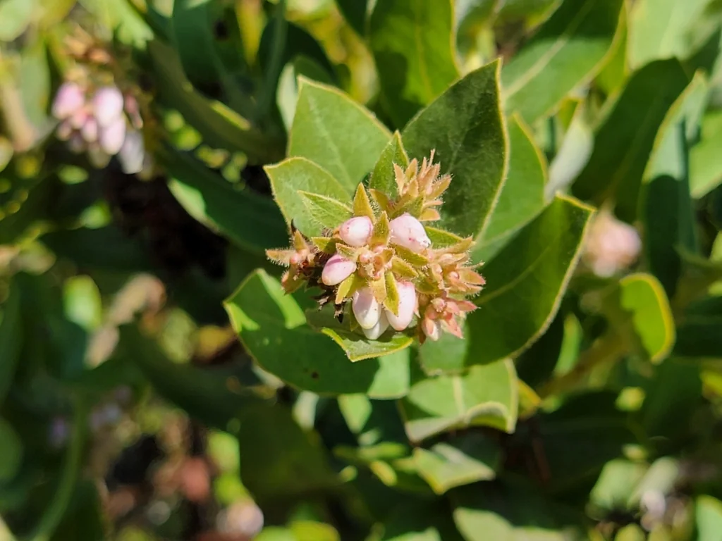 Arctostaphylos Regismontana