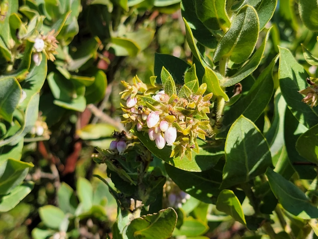 Arctostaphylos Regismontana
