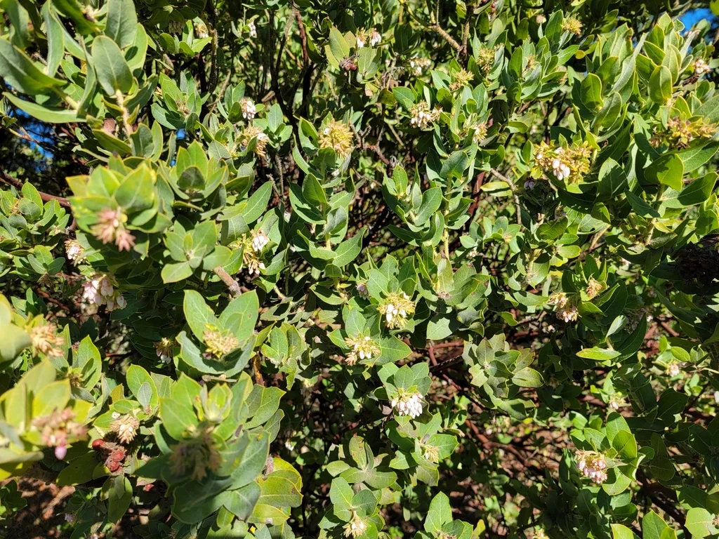 Arctostaphylos Regismontana