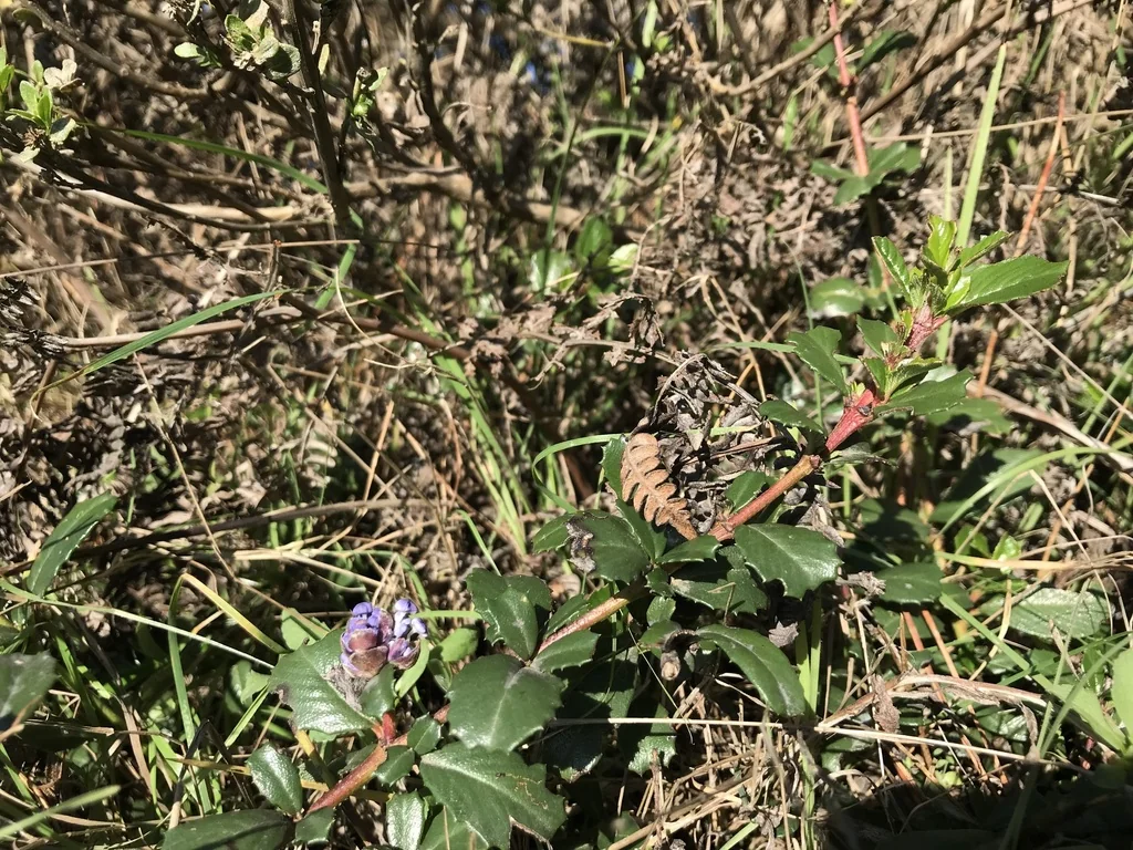 Ceanothus Gloriosus