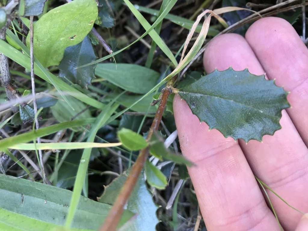 Ceanothus Gloriosus