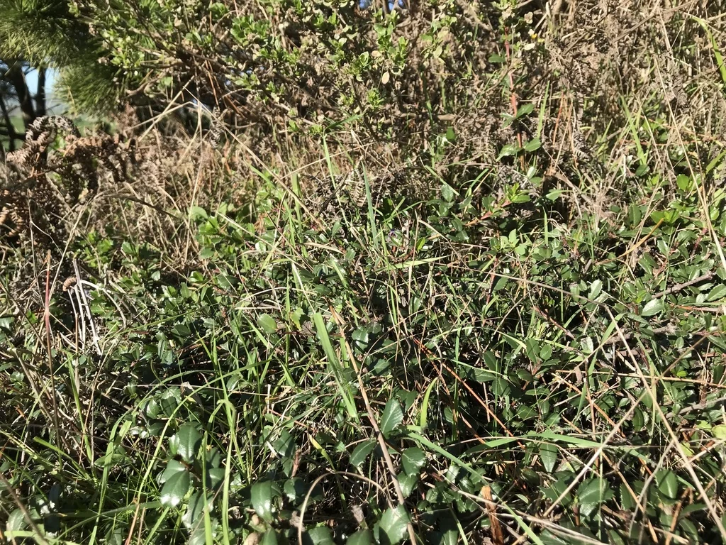 Ceanothus Gloriosus
