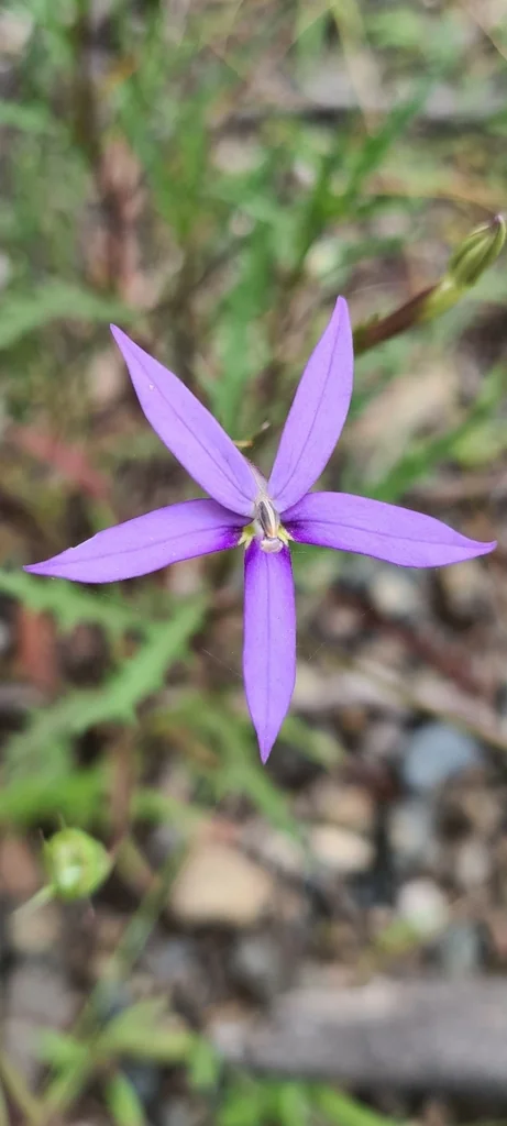 Isotoma axillaris