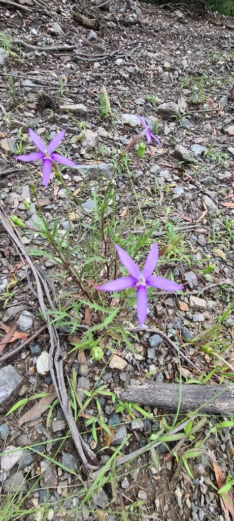 Isotoma axillaris