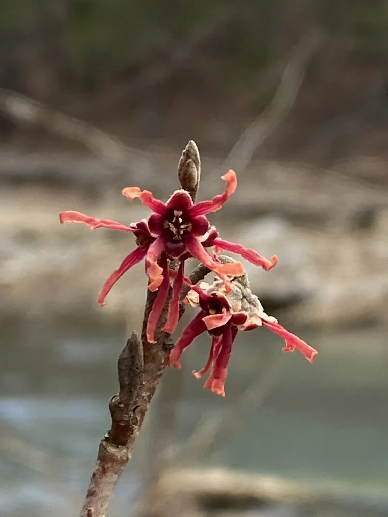 Hamamelis Vernalis