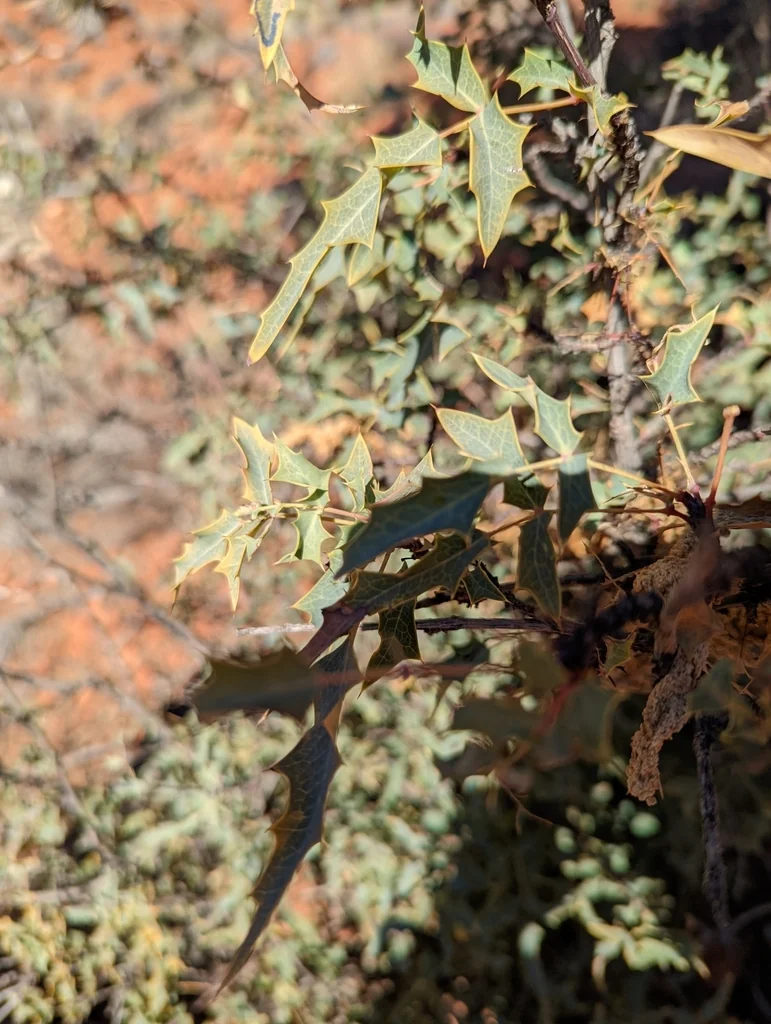 Berberis Haematocarpa