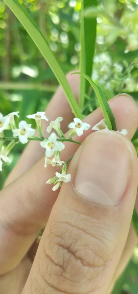 Aloysia Triphylla
