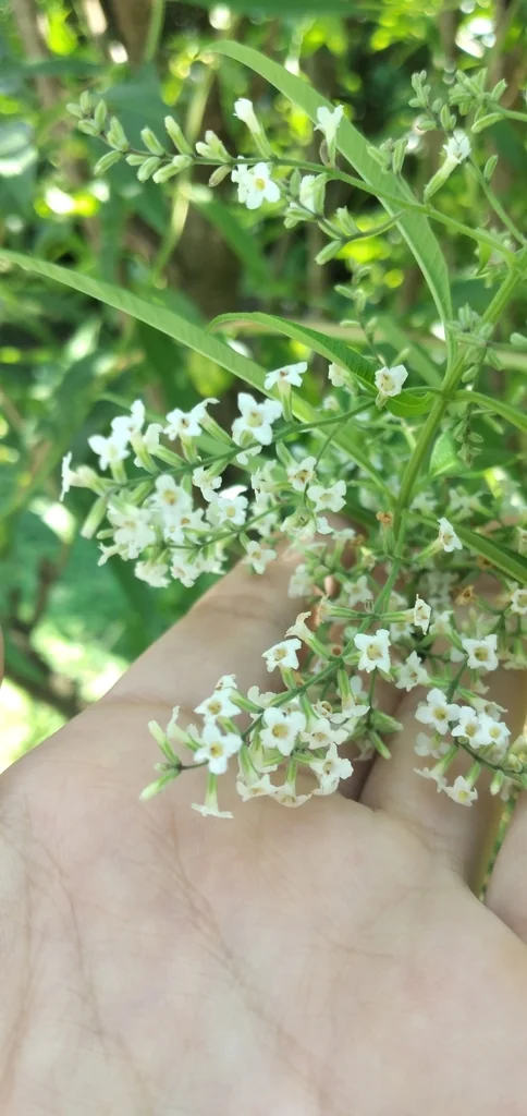 Aloysia Triphylla