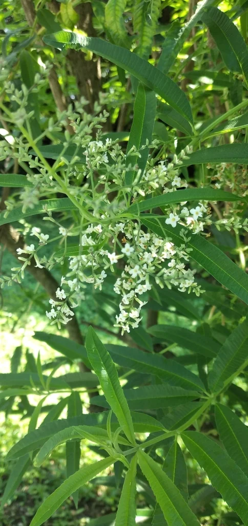 Aloysia Triphylla