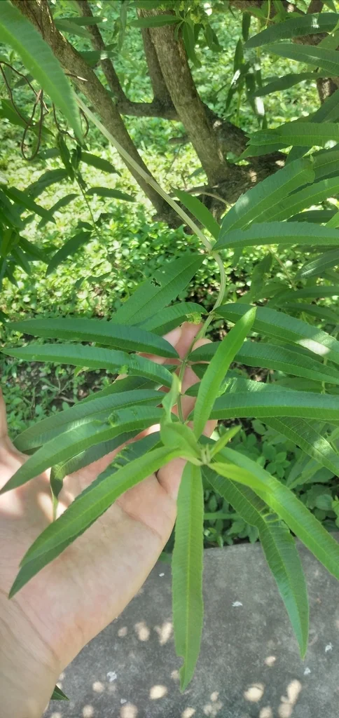 Aloysia Triphylla