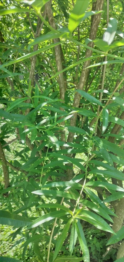 Aloysia Triphylla