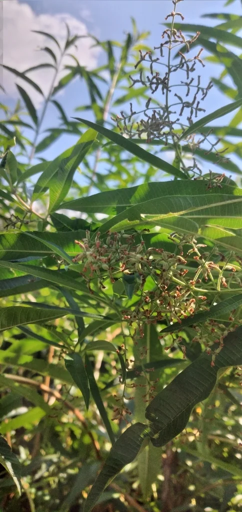 Aloysia Triphylla