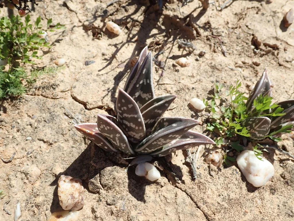 Aloe Variegata