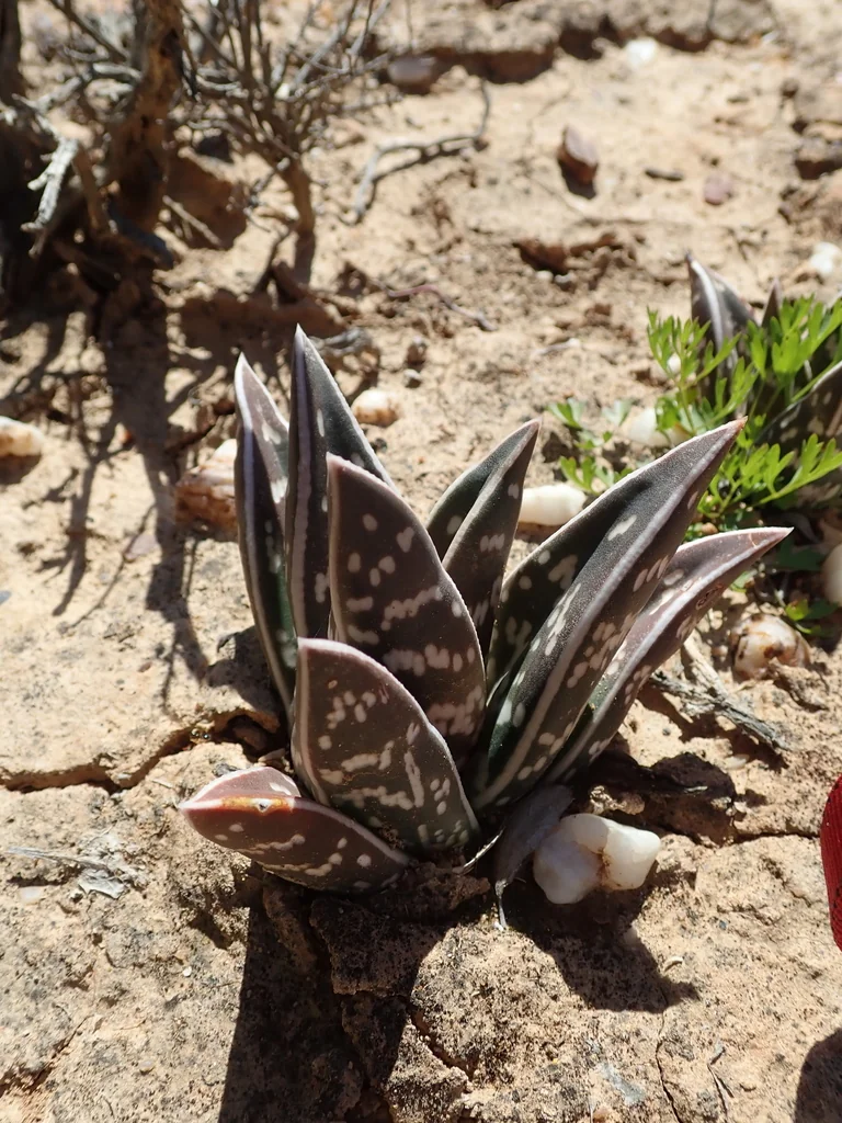 Aloe Variegata
