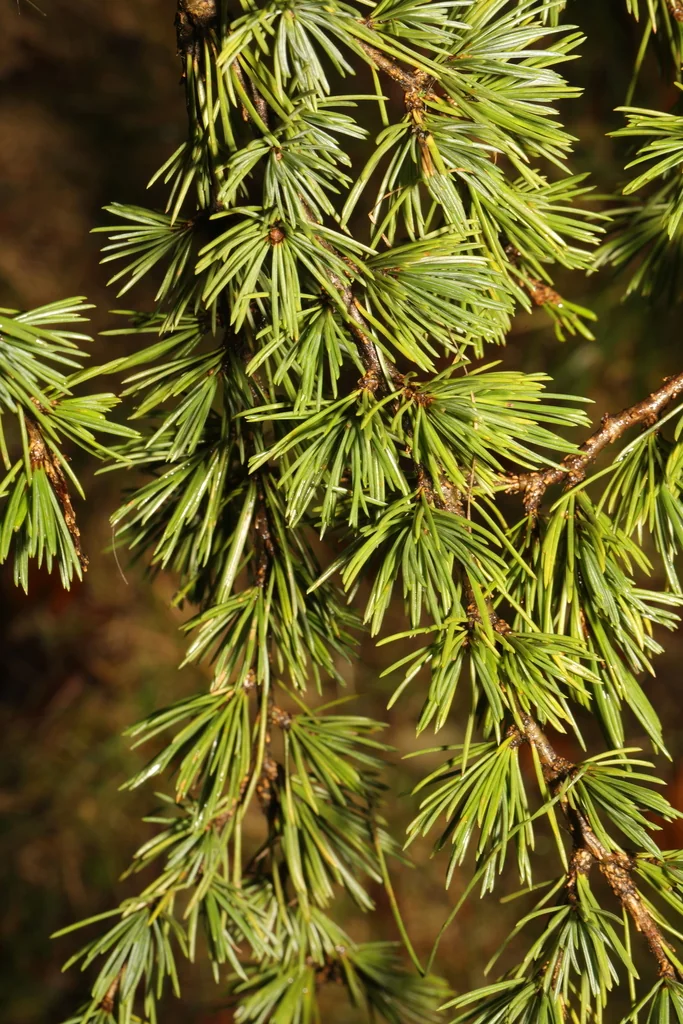 Cedrus Deodara