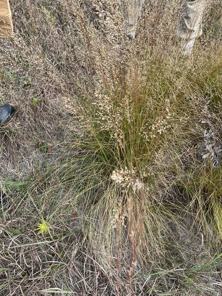 Sporobolus Heterolepis