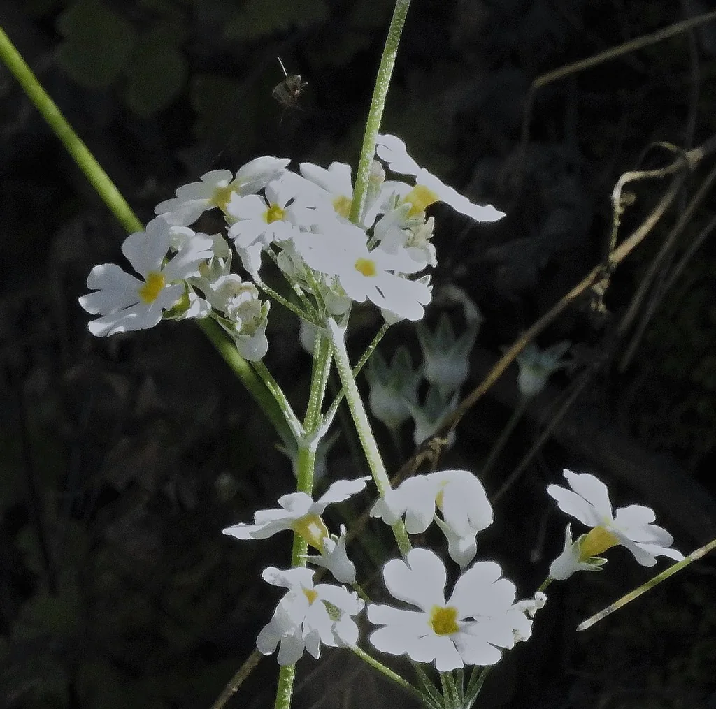 Primula Malacoides