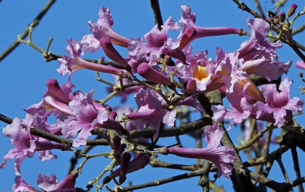 Tabebuia Impetiginosa