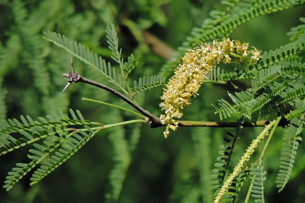 Prosopis Alba