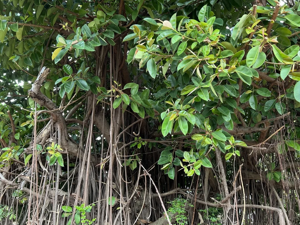 Ficus elastica