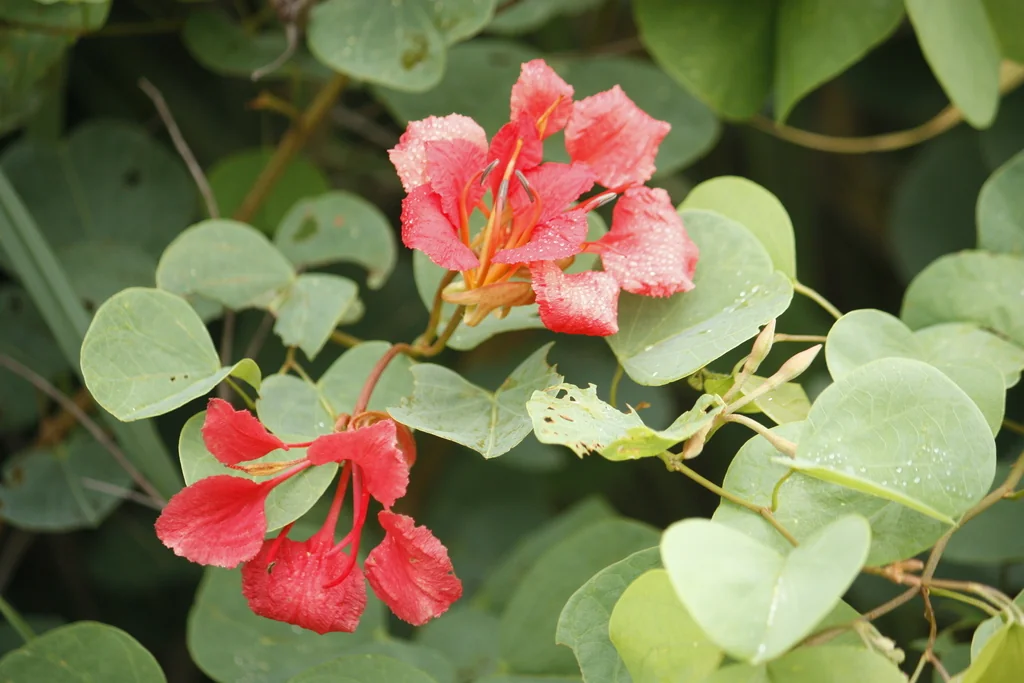 Bauhinia Galpinii