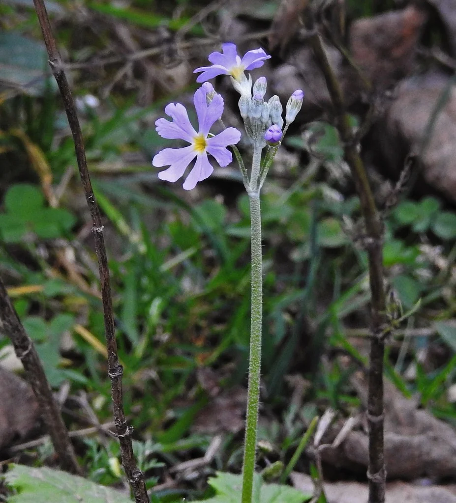 Primula Malacoides